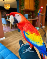 Home trained Birds for sale