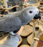 Home trained Birds for sale