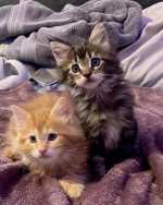 Maine Coon Kittens For Adoption