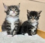 Maine Coon Kittens For Adoption