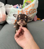 Chihuahua puppy