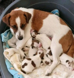 Jack Russell dogs and
