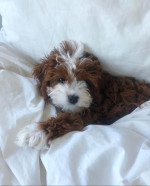 Cavapoo puppies for adoption near me