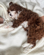 Cavapoo puppies for adoption near me