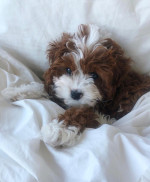 Cavapoo puppies for adoption near me