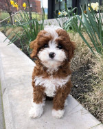 Cavapoo puppies for adoption near me