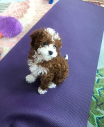 Cavapoo puppies for adoption near me