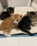 Maincoon kittens