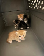 Maincoon kittens