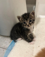 Maincoon kittens