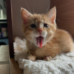 Maincoon kittens