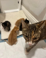 Maincoon kittens