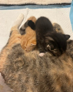 Maincoon kittens
