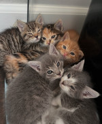 Maincoon kittens