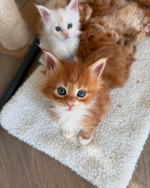 Maincoon kittens