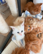 Maincoon kittens
