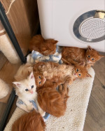 Maincoon kittens