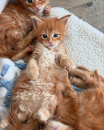 Maincoon kittens