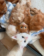 Maincoon kittens