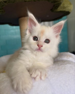 Maincoon kittens