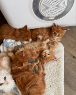 Maincoon kittens