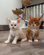 Maincoon kittens