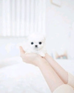 Teacup Poodles Puppies For sale