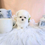 Teacup Poodles Puppies For sale