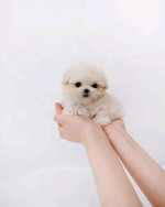 Teacup Poodles Puppies For sale
