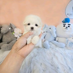 Teacup Poodles Puppies For sale