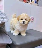 Teacup poodles puppies available for sale
