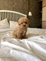 Teacup toy poodle for adoption