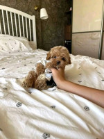 Teacup toy poodle for adoption