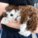 Cavapoo puppies for adoption near me