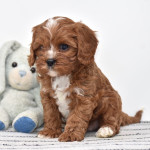 CAVAPOO - ( CHARLIE )10 WEEKS OLD MALE