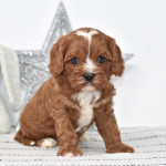 CAVAPOO - ( CHARLIE )10 WEEKS OLD MALE