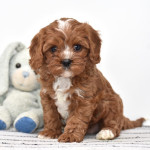 CAVAPOO - ( CHARLIE )10 WEEKS OLD MALE