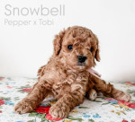 Cavapoo puppies for adoption near me