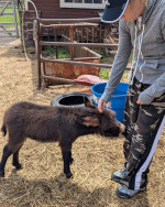 Female Mini Donkey