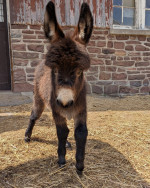 Female Mini Donkey