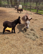 Female Mini Donkey