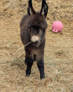 Female Mini Donkey