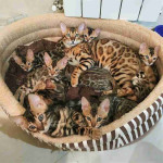 Cute Bengal Kittens Available