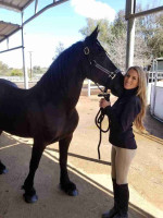 Beautiful, Safe Friesian Gelding