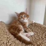 Mainecoon kitten's