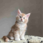 Mainecoon kitten's