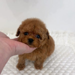 Poodle puppies