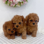 Poodle puppies