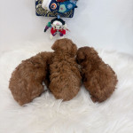Poodle puppies