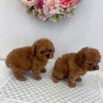 Poodle puppies